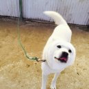 순수진돗개 이미지