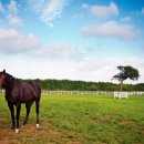 큰언덕목장 이미지