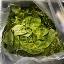 일신팜 | 친환경 쌈채소 스마트팜에서 재배되는 유러피안 채소 리피 LEAFY 유럽 채소