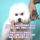 레이지포 이미지