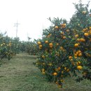 반디농장 이미지