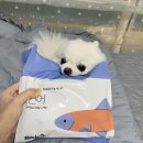 (주)레시펫 | 기호성 좋은 강아지 사료 '레시펫 수비드 습식사료'