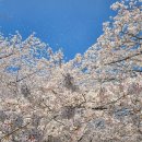 행복을다리는집 | 2026 진해군항제 벚꽃 여행축제 여좌천로망스다리 실시간 만개, 포토스팟 후기