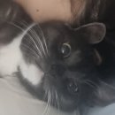 장보는고양이