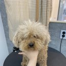 댕데이지 이미지