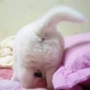 팡팡 이미지