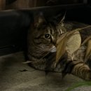 소문난숯불구이 | 가락동 동네 주민들만 알고 있는 숨은 닭발 맛집 소문난 참숯구이닭발 내돈내산 후기