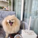 독구제과 이미지