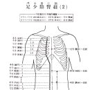 족소음신경 이미지