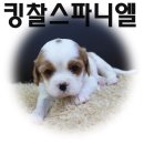 독킹