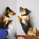 빙고 애견카페 이미지