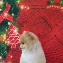 허니비 펫살롱 이미지