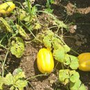 김명수농장 이미지