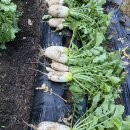 예현농장 이미지