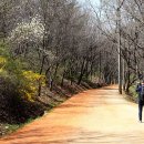 계족산황톳길 이미지