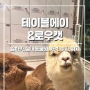 송도국제대로343번길 | [인천 송도] 테이블에이 앤 로우캣 :: 인천동물원 데이트