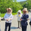 [축산신문] ＜현장 르포＞ 아까시꽃꿀 작황 현장조사 북부권은 채밀 농가들 “올해는 고생한 보람 있네요” 이미지