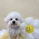 블루마린미용실 | 원종동 애견미용실 털친구) 비숑 미용 후기 🐶 귀툭컷 상담이 중요한 이유