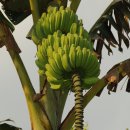 바나나약국 이미지