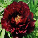 모란모란 이미지