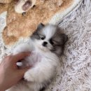 데일리독 | 데일리독 의정부점 세이블포메 보러 갔다가 반한 후기