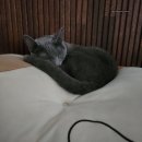 올리바바양꼬치 | 오산 올리바바 양꼬치 오산점 인정🍢30분 웨이팅한 오산 양꼬치 맛집 후기