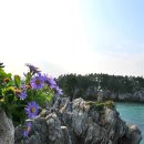 파도 한 송이 이미지