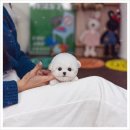 반려견 이해하기(펫) 이미지