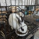 카페 까망토끼 이미지