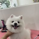 샤인펫 (Shine pet) 이미지