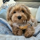 몽개구름 이미지