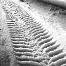 아이언게러지 이미지