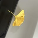 교촌치킨 가야점 | 미사 맛집 교촌치킨 미사1호점 역시 돌돌 허니콤보 포장주문