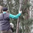 후이바오랑 나무타기 놀이하는 판다 강바오님 이미지