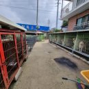 수원시바견 이미지