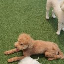 486독캠프 | 부산애견호텔 로이의 행복한 호텔링! 486독캠프 남구점 후기