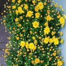 황금발태권도 이미지