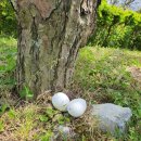 숲속해바라기유치원 이미지