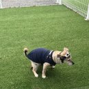 두바이애견풀빌라2 이미지