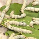 김영칠농장 이미지