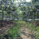 입장거봉포도(서울) 이미지