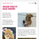 개님살롱 이미지