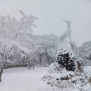 제주1100고지 설경. 이미지