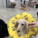 강아지천국 이미지