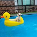 그래그래펜션 | 가평 베일리 애견동반펜션 애견풀빌라 애견동반숙소 추천 | 다견가정의 여름추억