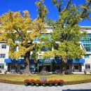 화순불미나리 이미지