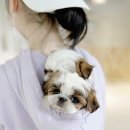 모델독켄넬 이미지