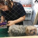 옥천애견미용 이미지