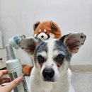 그린펫클럽 | 이니스프리 그린펫클럽 워터리스 비건 발세정제 내돈내산 후기