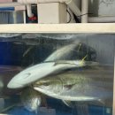 UR(서울특별시 동작구)-[사당로]-상-10 | 사당역 방어 횟집 우리회포차 재방문 솔직 후기 웨이팅 안하는 꿀팁